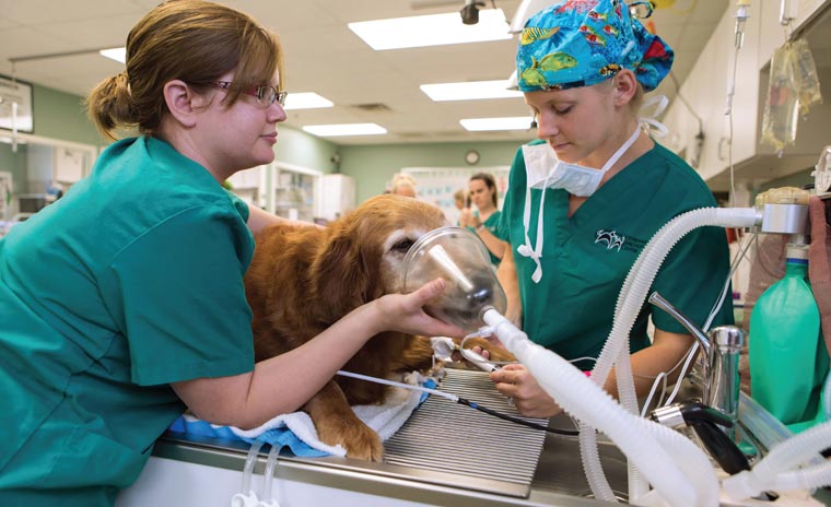 Administering anesthesia to a dog